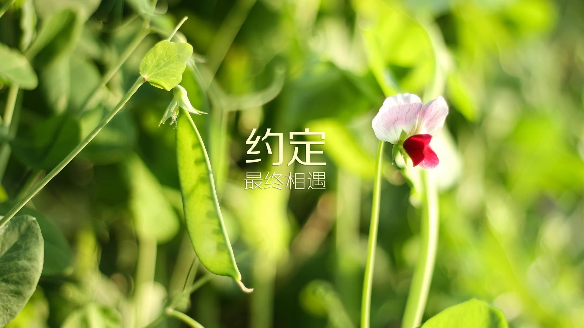 电子竞技的未来学研究：趋势预测与战略规划，电子竞技未来展望